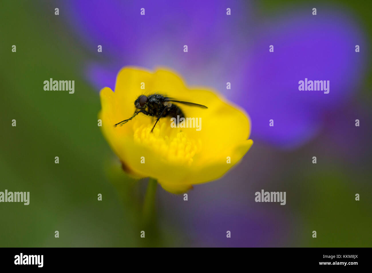 Fly on crowfoot, close-up, Ranunculus Stock Photo