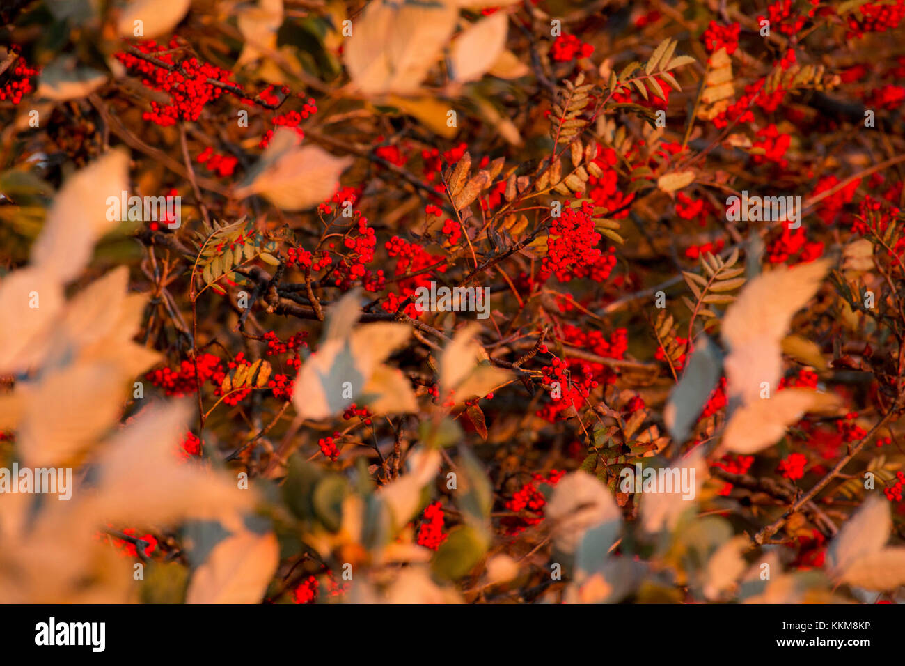 Shrub with red berries in autumn, close-up Stock Photo
