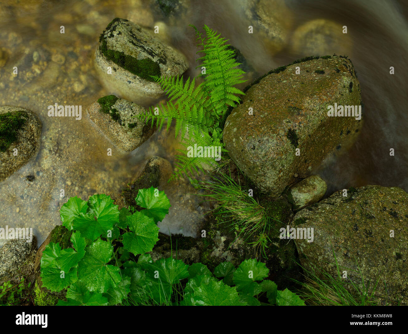 Close up stream rocks hi-res stock photography and images - Alamy