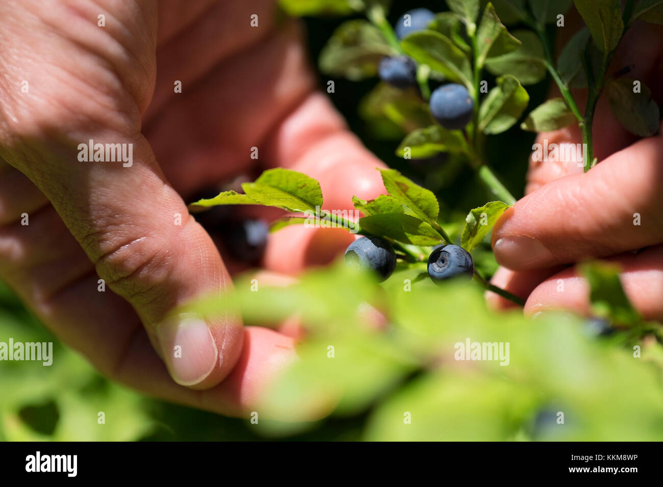 A person picking wild blueberries  from a shrub, Vaccinium myrtillus Stock Photo