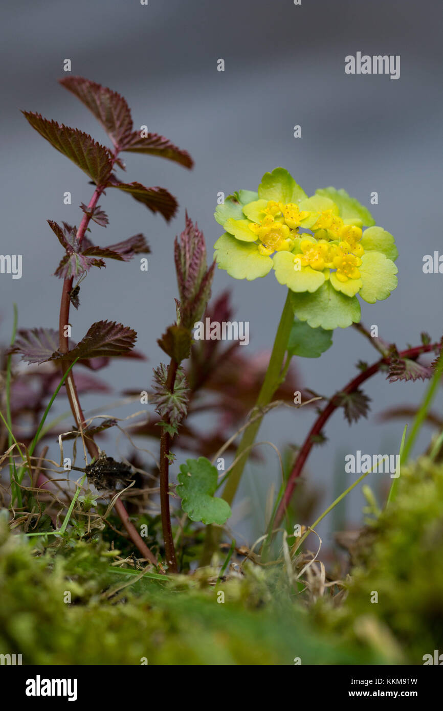 Alternate-leaved golden-saxifrage, Bavarian Forest, Bavaria, Germany, Chrysosplenium alternifolium Stock Photo