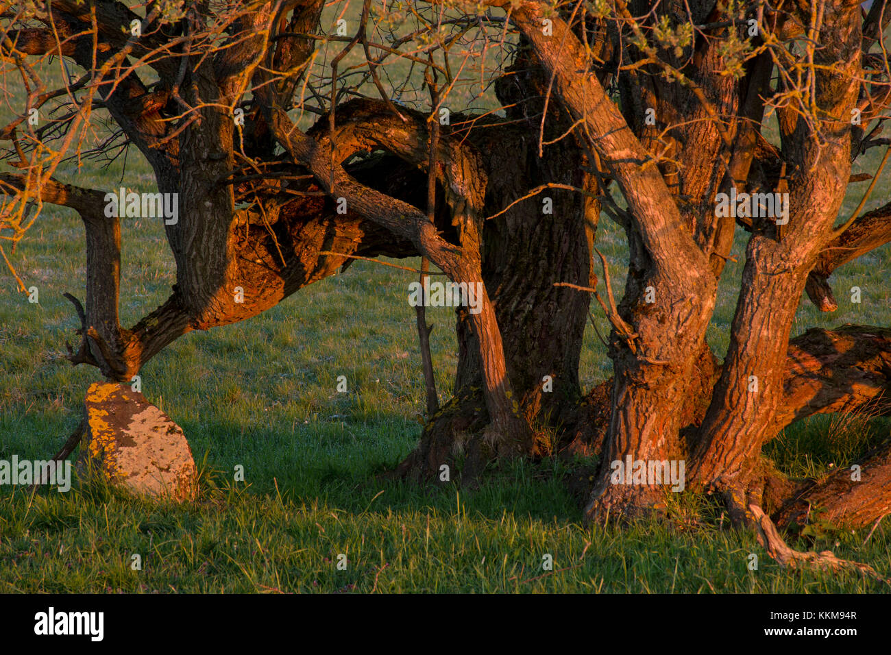 Rotten trees on the high plateau Oberharz, Harz, Saxony-Anhalt, Germany, Stock Photo