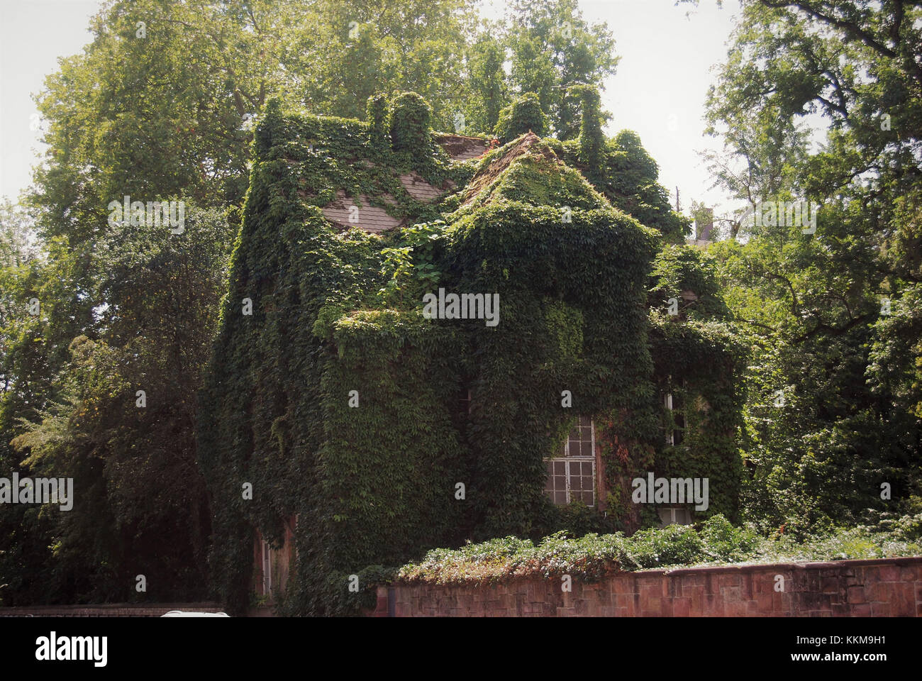 House overgrown by ivy and other plants near the new castle in Giessen in summer Stock Photo