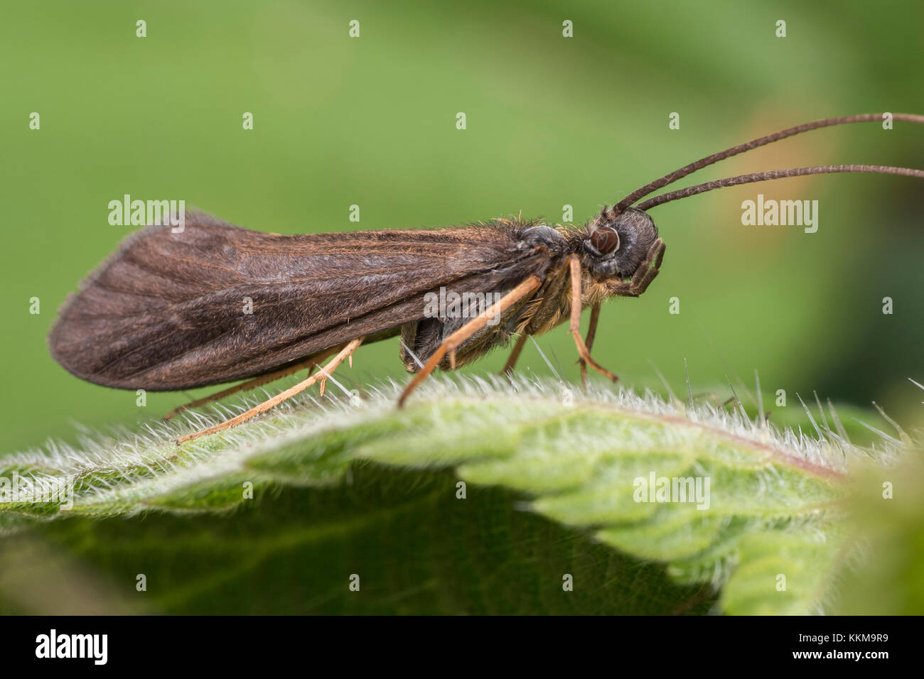 Types Of Caddisflies