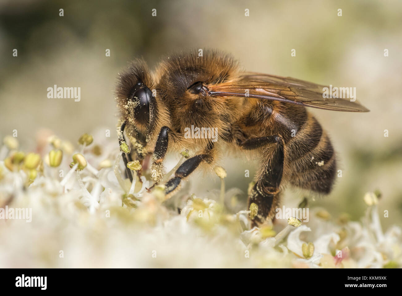 Honeybee (Apis mellifera) gathering pollen from an umbellifer. Cahir, Tipperary, Ireland. Stock Photo
