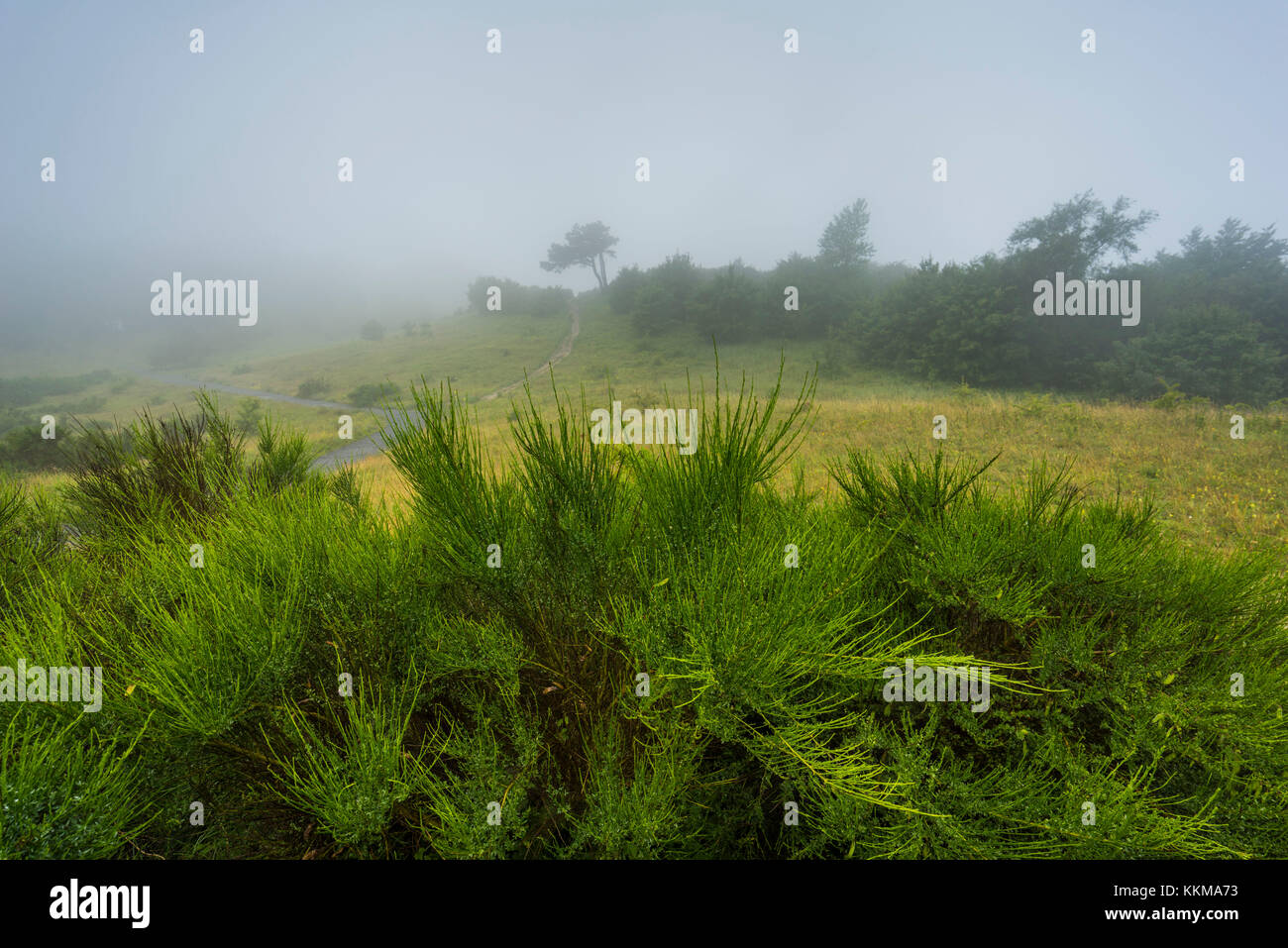 The highland of the island Hiddensee with single trees on the natural meadow, fog Stock Photo