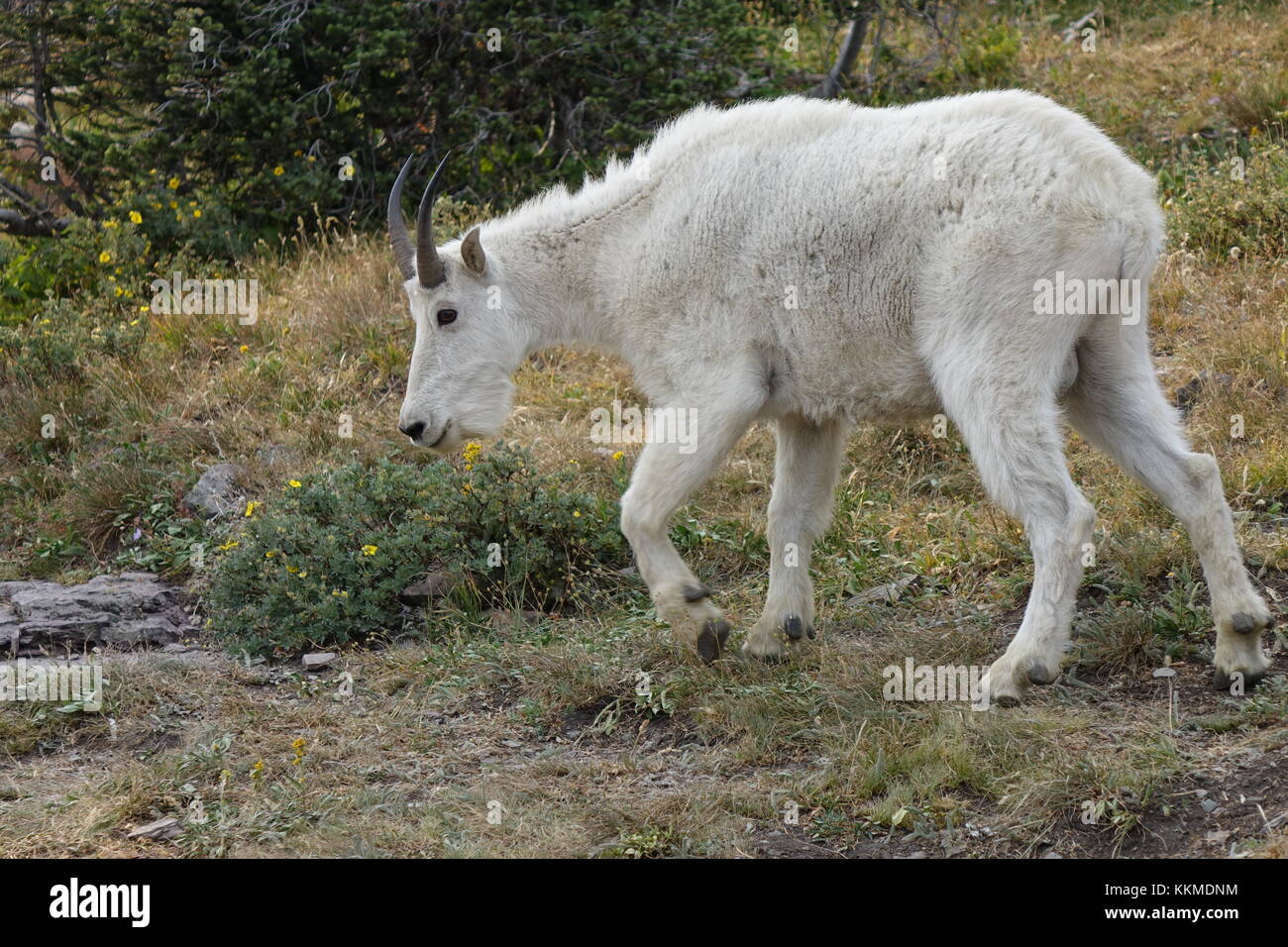Mountain Goat, Logan Pass, Glacier National Park, Montana Stock Photo