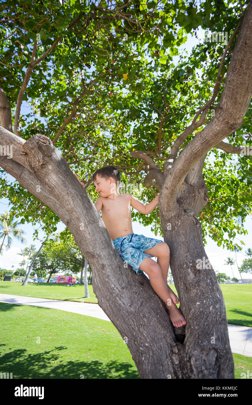 Tree Climbing Hawaii Stock Photo Alamy
