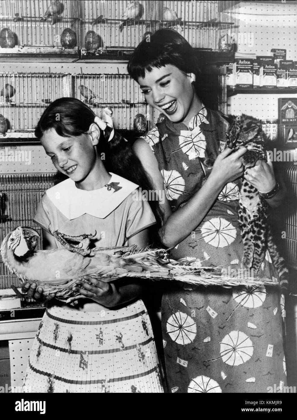 Ever Buy An Ocelot? Join Natalie Wood and her kid sister, Lana Lisa, on this somewhat off-beat shopping expedition. Natalie and Lana have far more fun in a swank pet shoppe than in a swank dress shoppe. The animal population of the Wood household is already considerable -- including one huge weimaraner as well as assorted cats, parakeets and parrots. But there's always room for one (or one dozen) more pets! Both Natalie and Lana are seasoned picture stars in spite of their youth. Natalie has been in pictures ever since she was four years old; she now plays full adult roles such as her current  Stock Photo