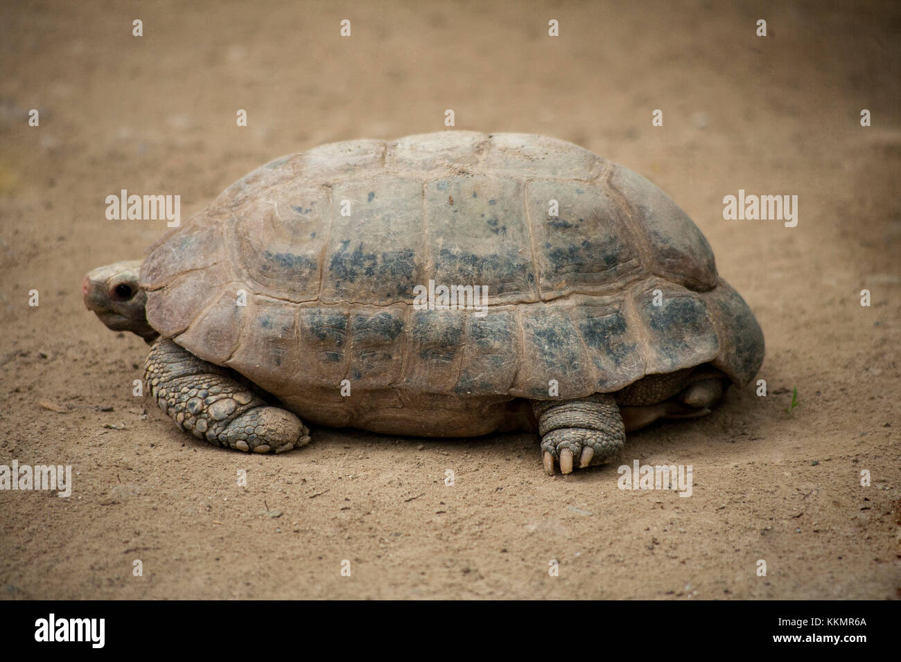 Yellow turtle or Elongated tortoise Stock Photo - Alamy