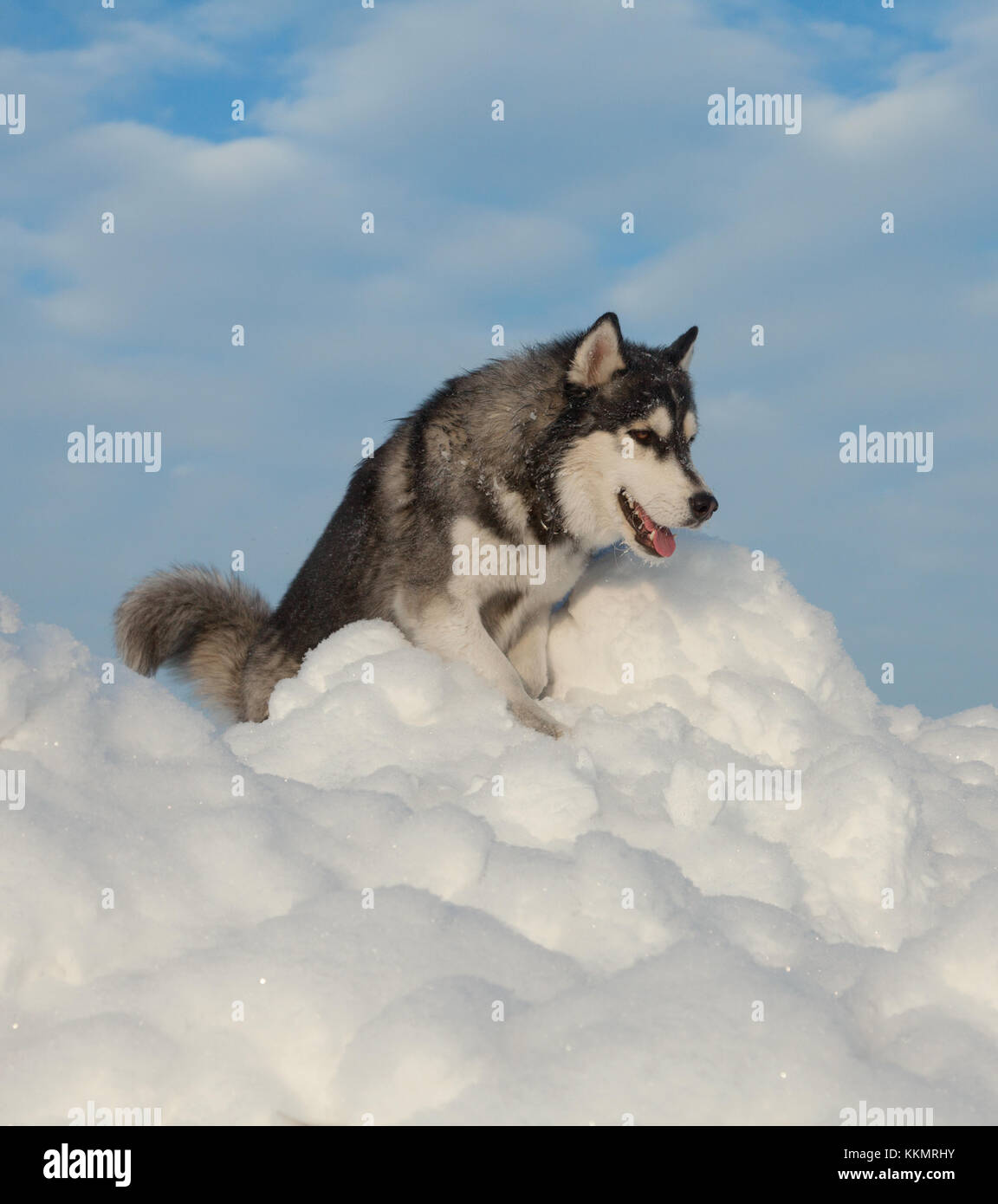 Male Husky in a snowy field in winter in Siberia Stock Photo - Alamy