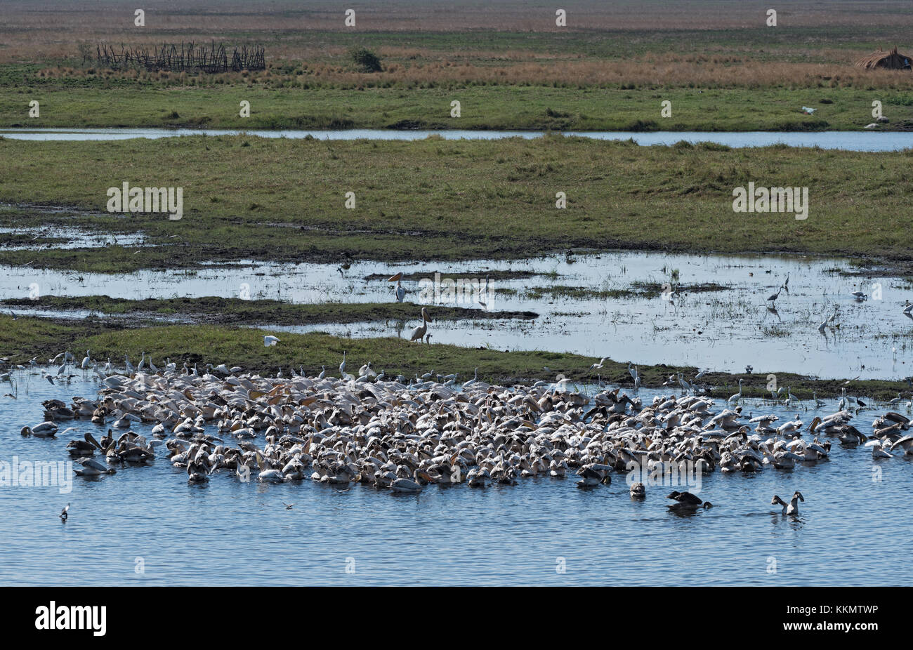 Great White Pelicans on the border river Chobe, Botswana, Namibia Stock Photo
