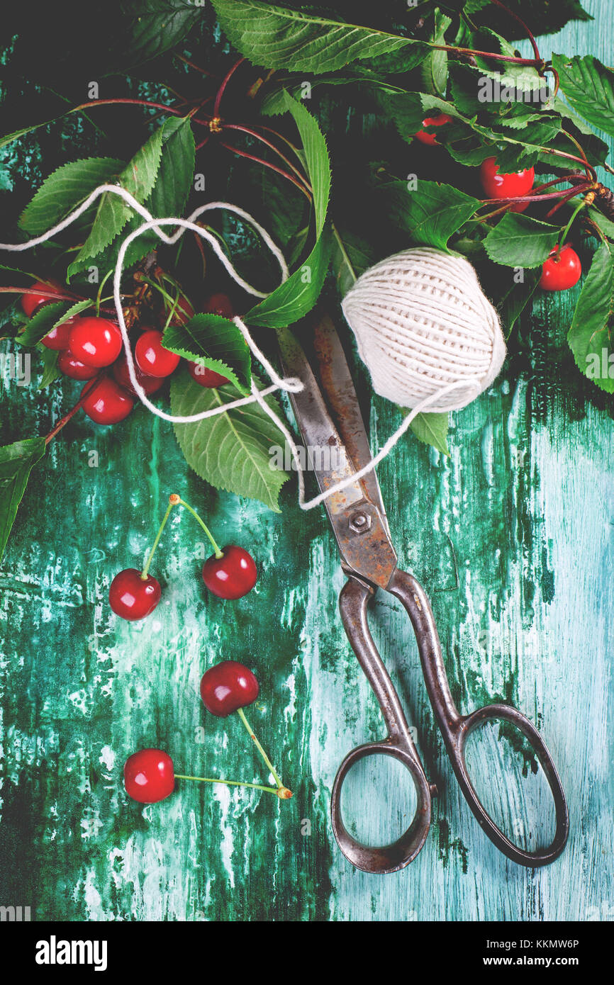 Bunch of cherry tree with vintage scissors and white thread on green ...