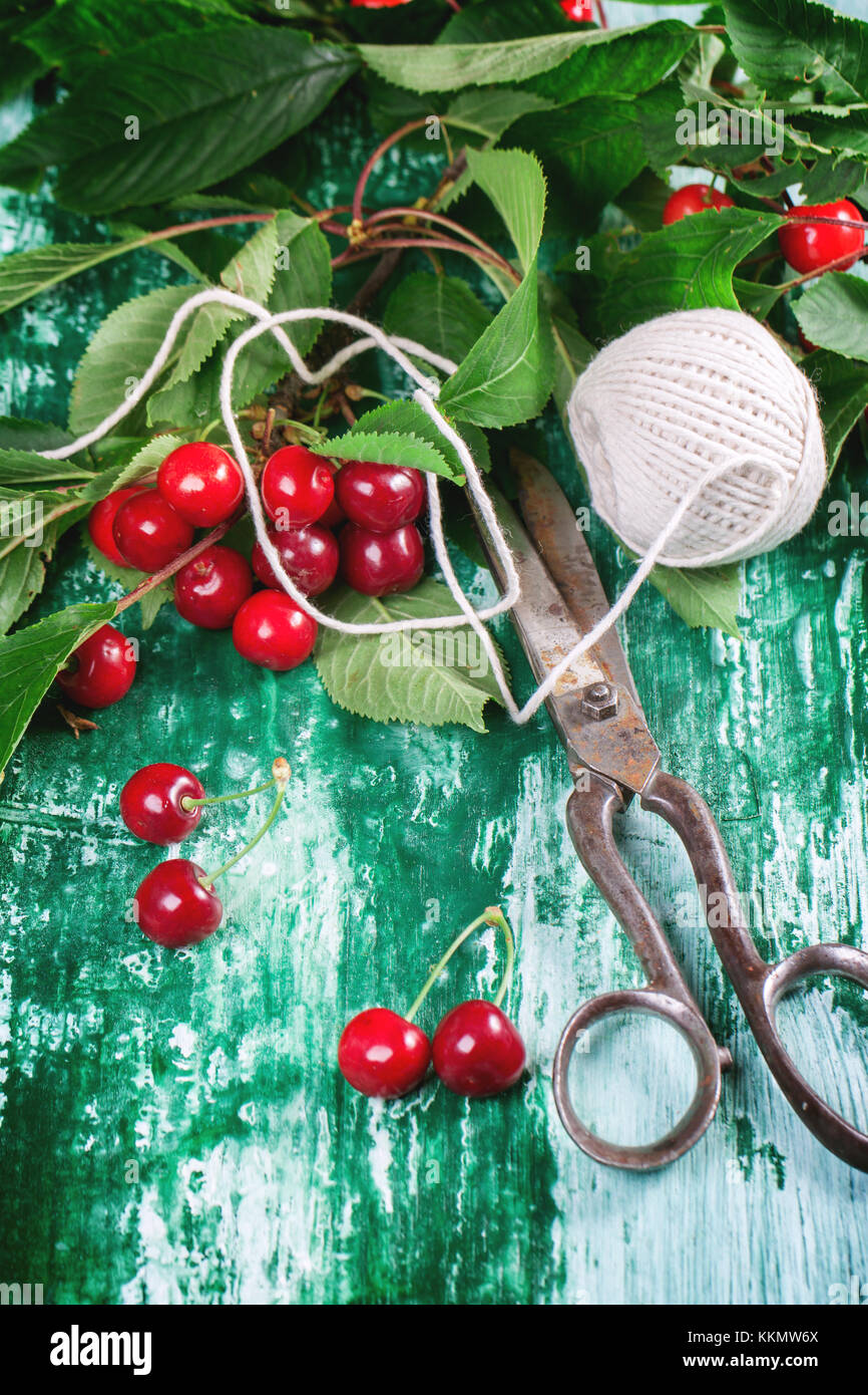 Bunch of cherry tree with vintage scissors and white thread on green ...