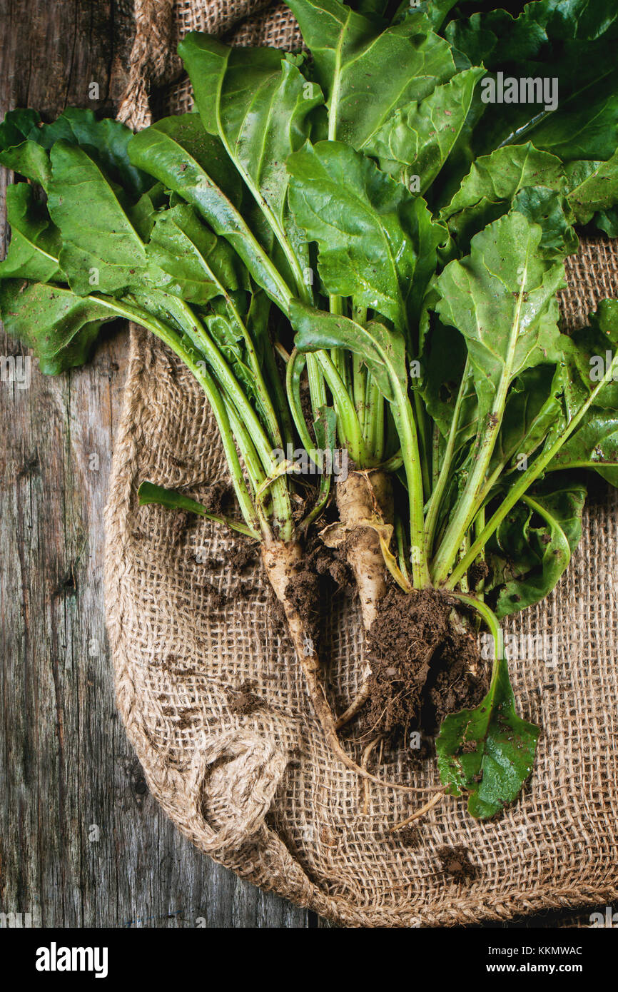 Bunch of young sugar beet roots with soil and haulm over sacking. Top