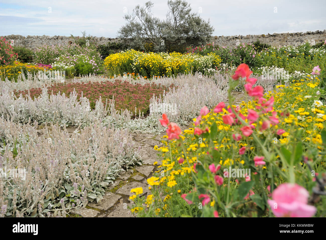 Flowers in Gertrude Jekyll Garden, Holy Island, Lindisfarne Stock Photo