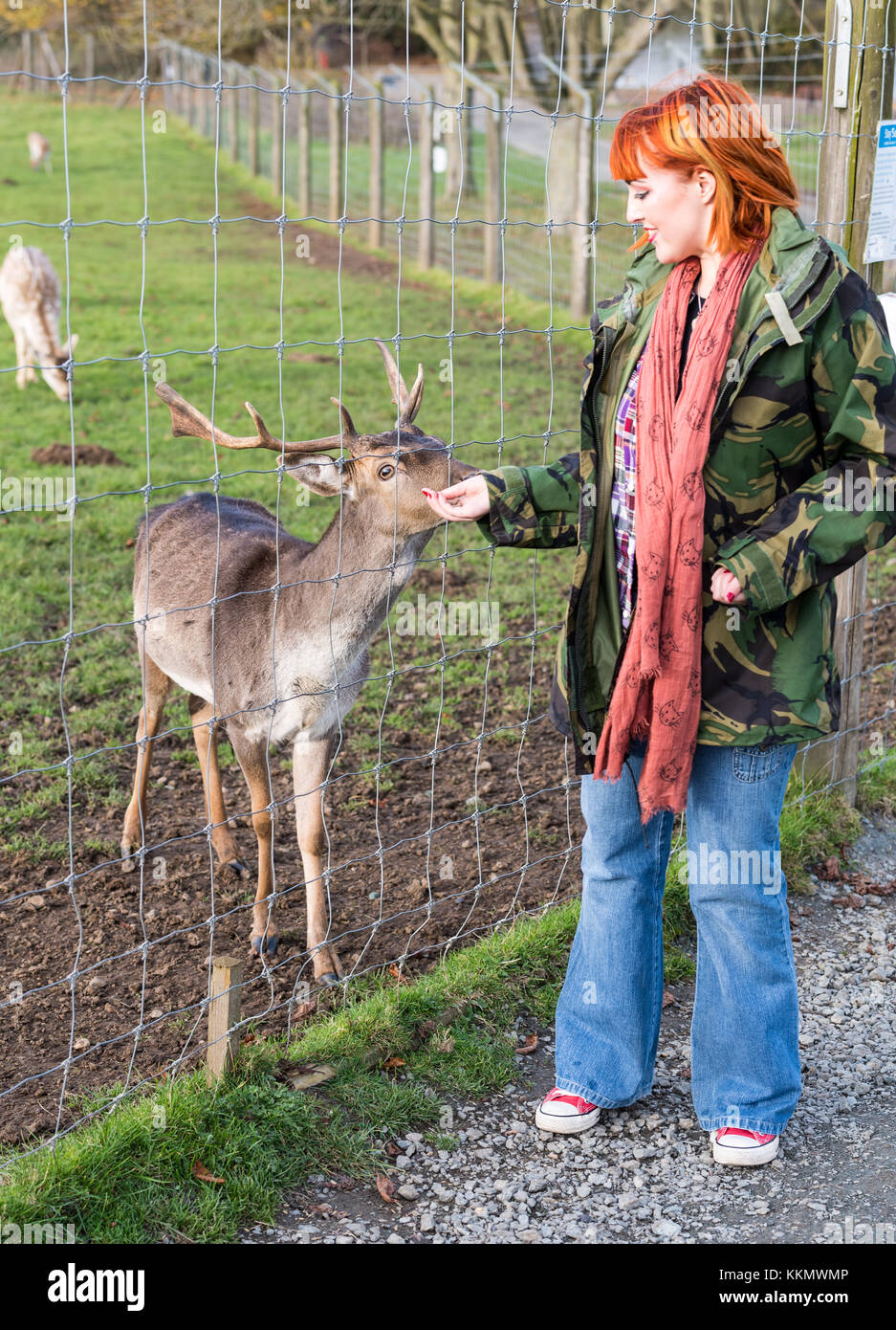 Girl in park in autumn feeds deer Stock Photo
