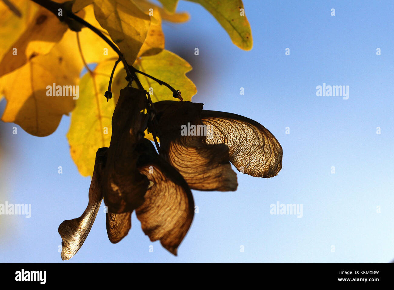 Italian maple or sycamore seed very close up with the light behind Latin acer opalus or pseudoplatanus in Italy Stock Photo