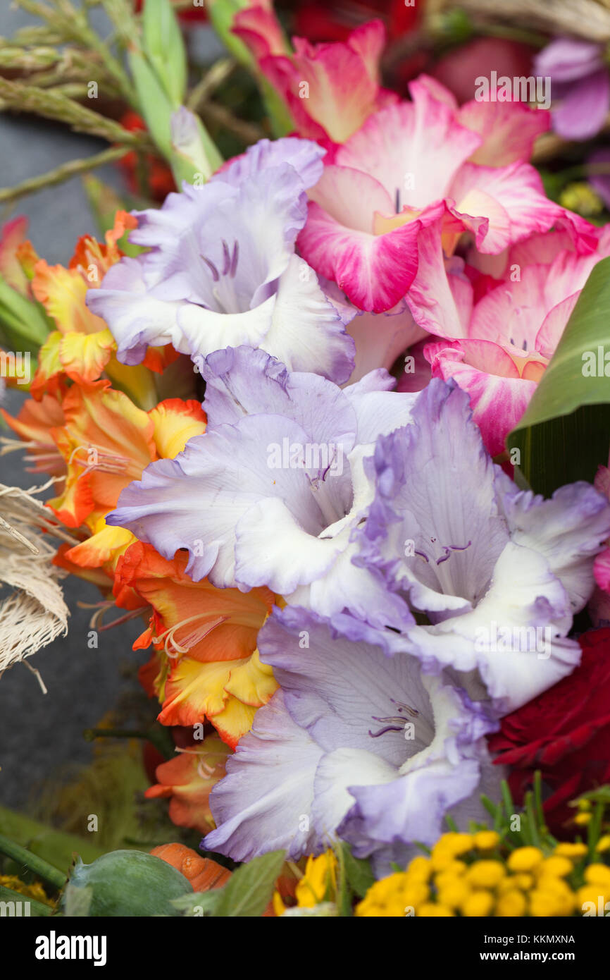 Plural gladioli hires stock photography and images Alamy