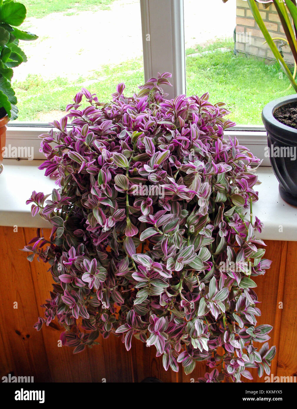 Plant with lot of green and purple striped leaves on window sill Stock  Photo - Alamy