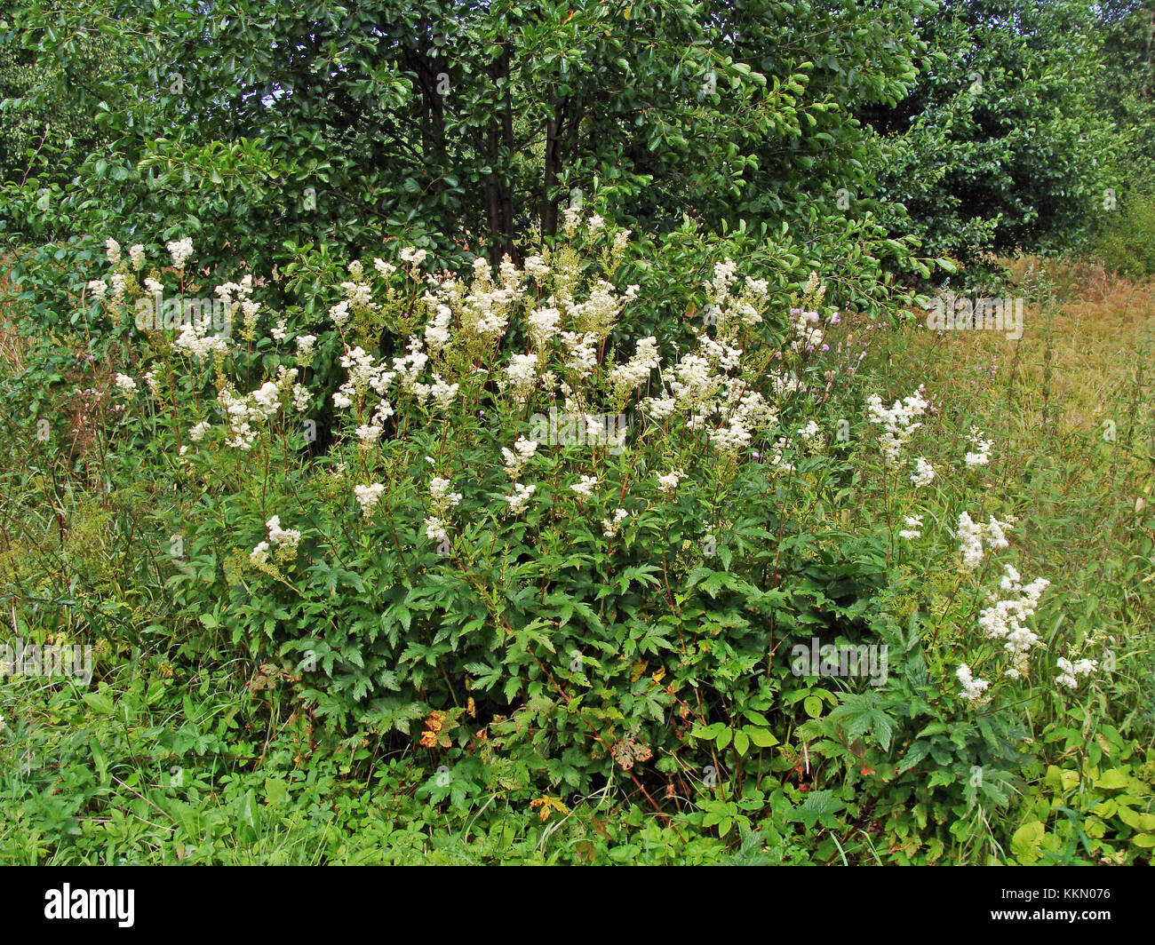 Flowering perennial herb meadowsweet or mead wort growing in damp meadow Stock Photo