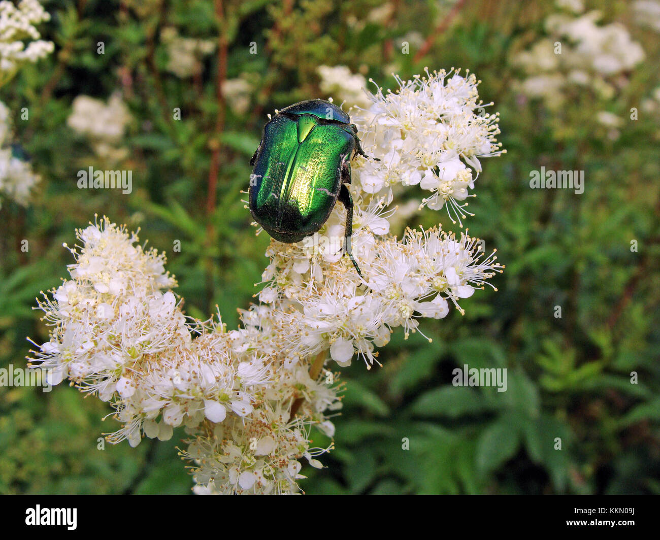 Green rose chafer beetle eating meadowsweet flowers close up Stock ...