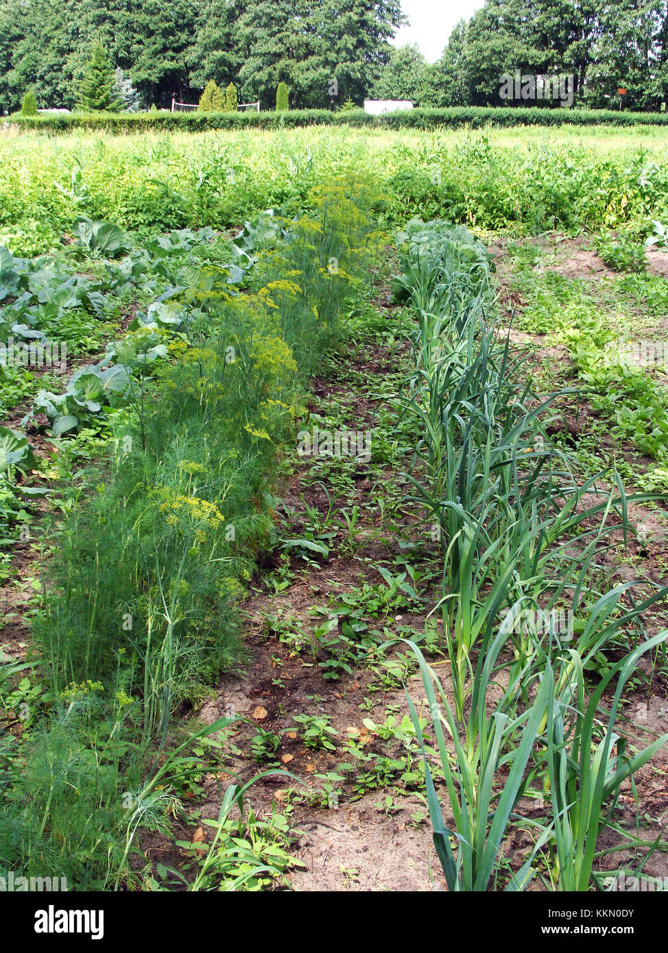 Furrows of dill and leek growing in vegetable garden concept of organic biological farming Stock Photo