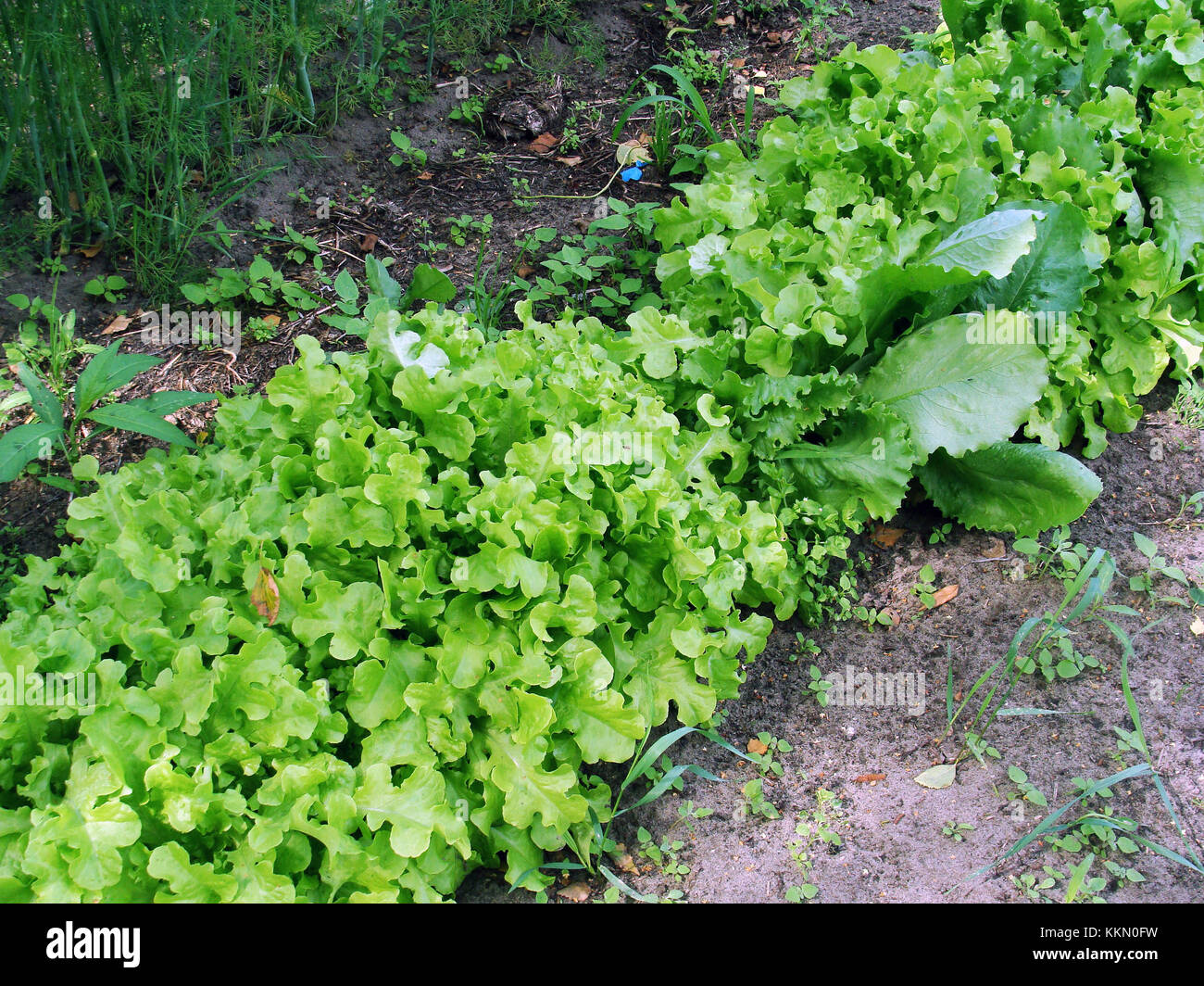 Furrows of dill and lettuce growing in vegetable garden concept of organic biological farming Stock Photo