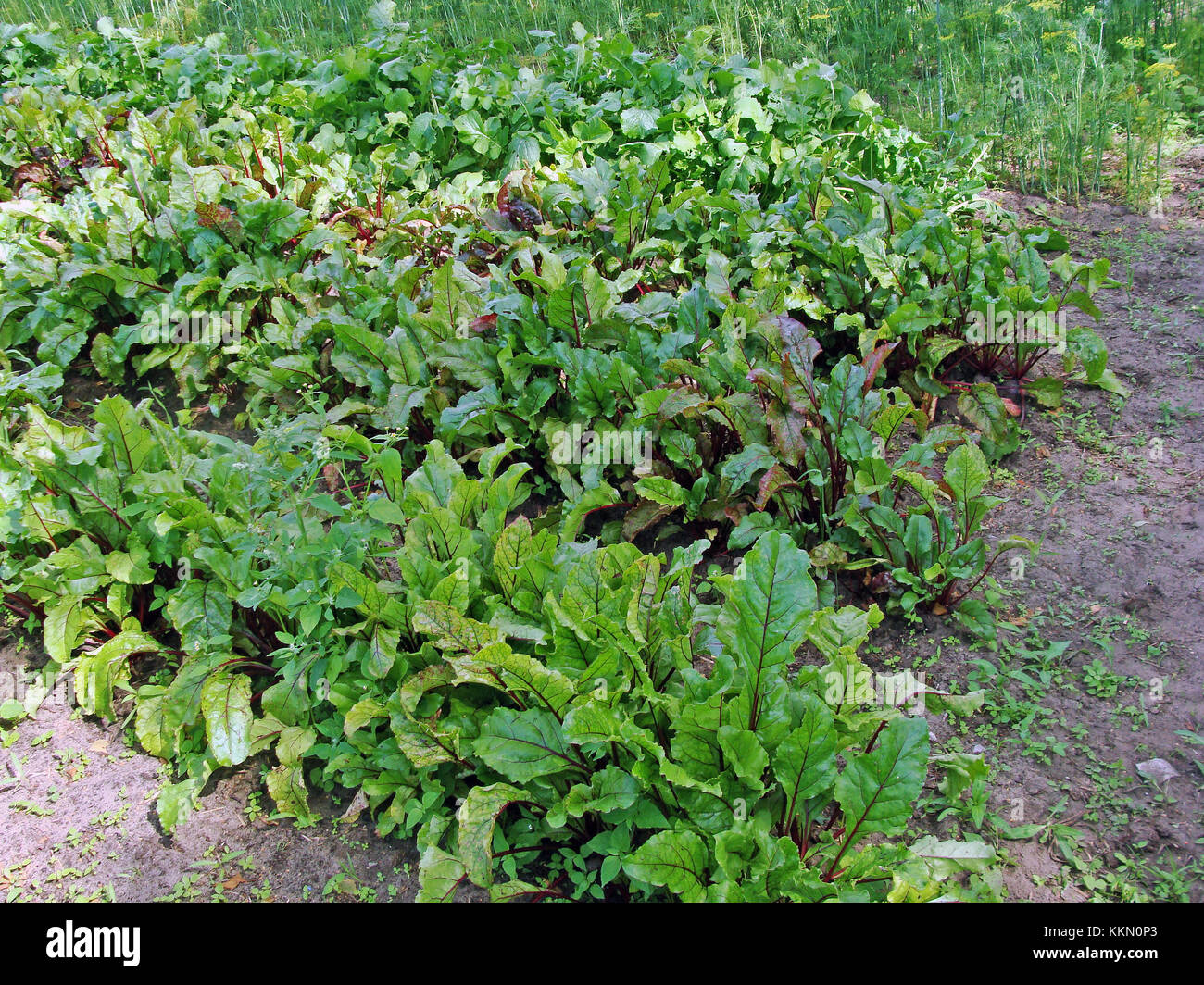 Furrows of red beets growing in vegetable garden concept of organic biological farming Stock Photo