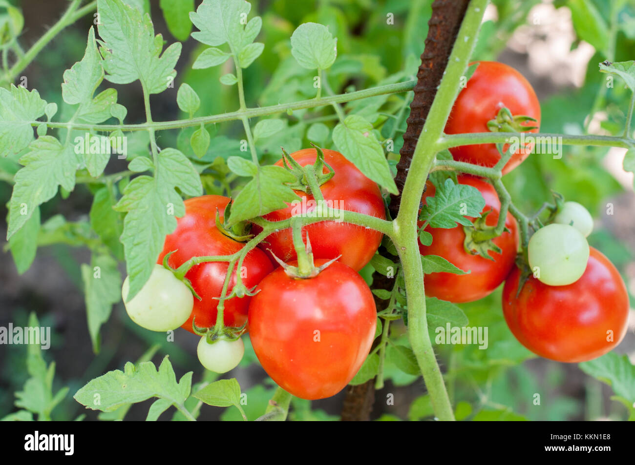 Part of tomato plant with green and red fruits Stock Photo