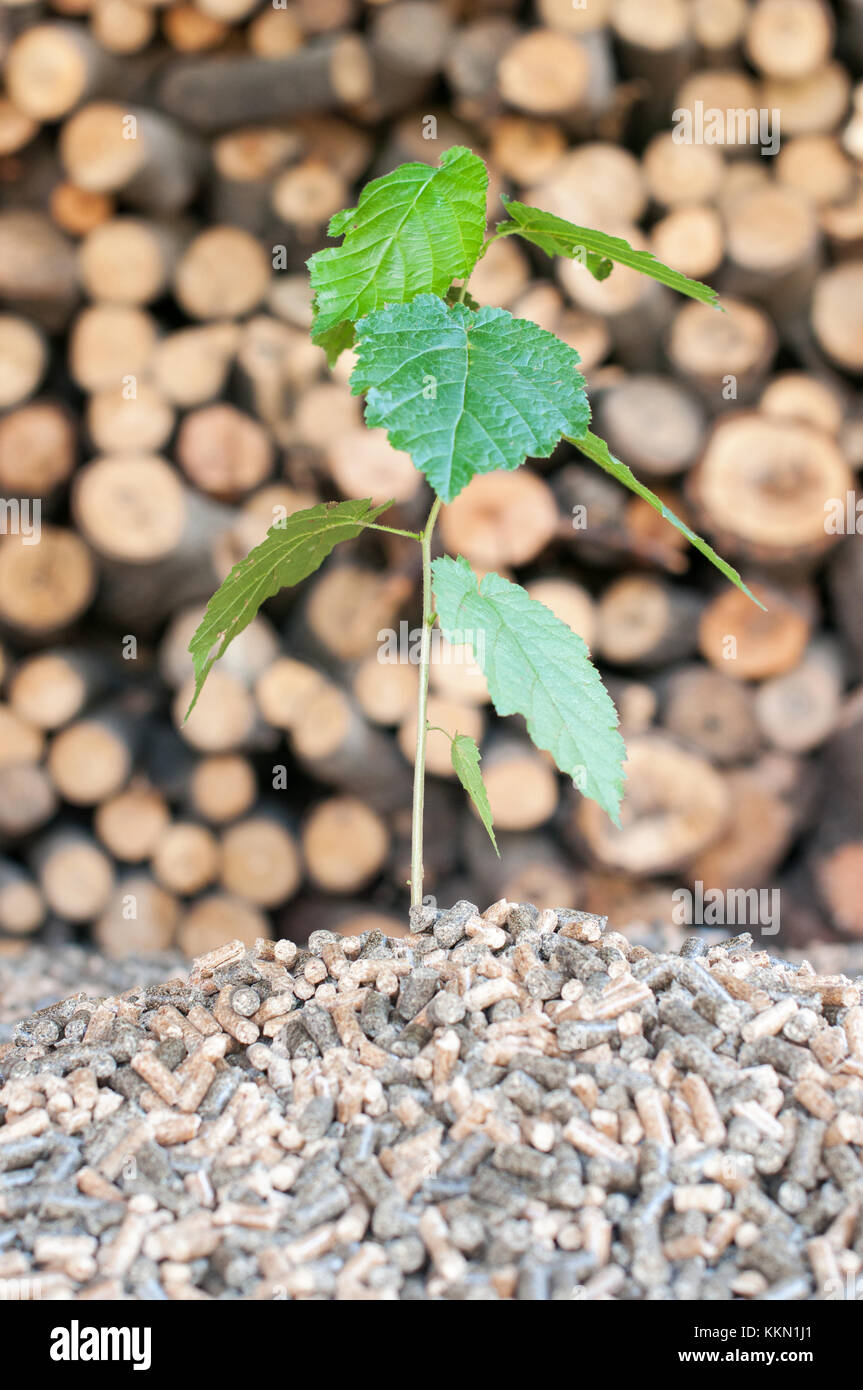 Renewable energy - young tree in a biomass Stock Photo