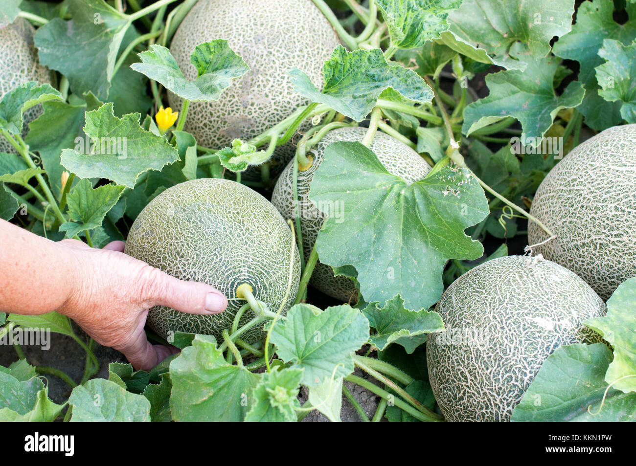 Melon fruits and melon plants in a vegetable garden Stock Photo Alamy