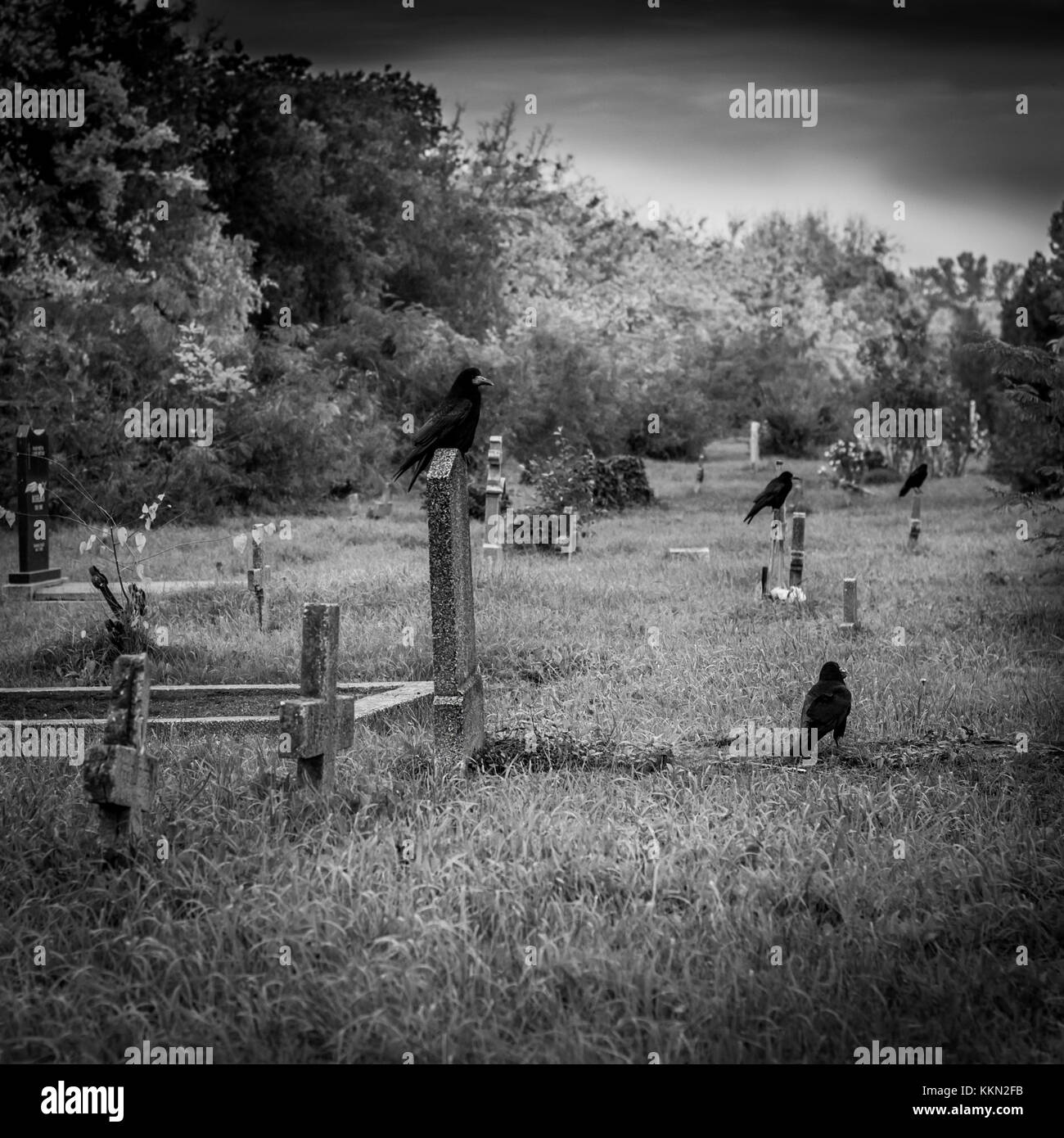 Crow at the cemetery and monuments, black and white photo, mysticism, scary, lonely place Stock Photo