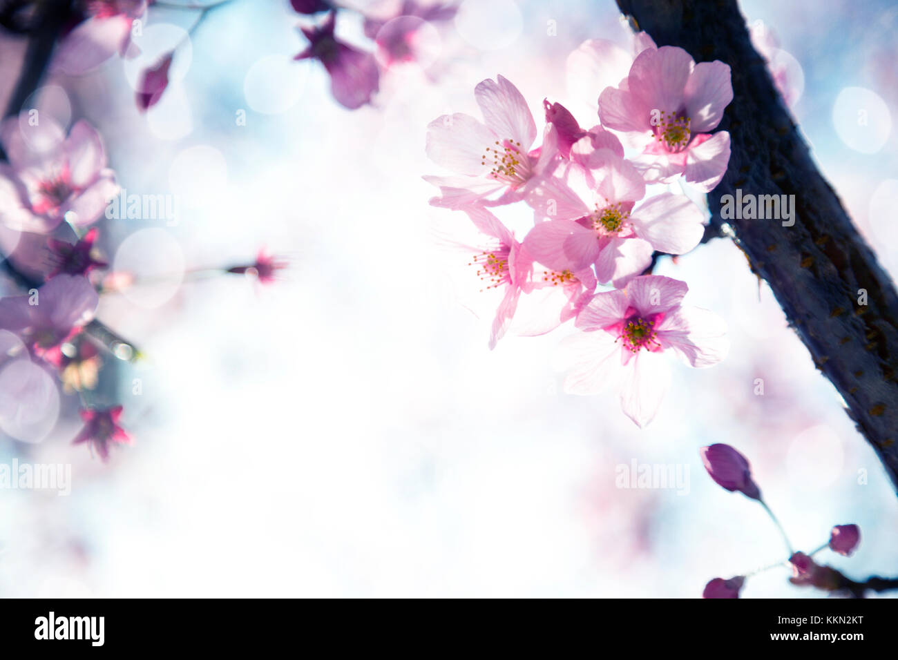 Beautiful sakura growing in a branch during spring Stock Photo Alamy