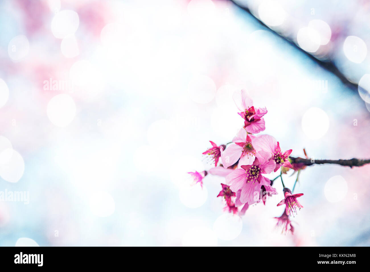 Beautiful sakura growing in a branch during spring Stock Photo Alamy