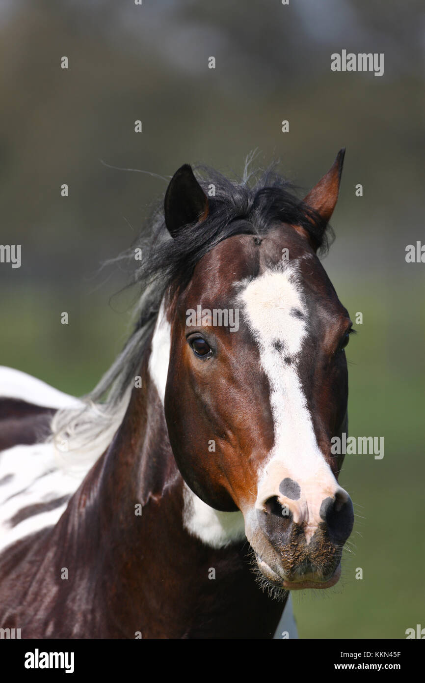 Tobiano Paint Horse Stallion Stock Photo Alamy