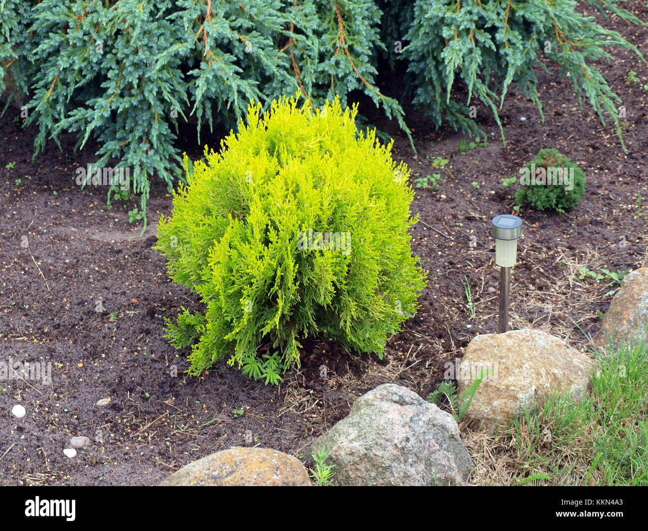 Golden cypress plant