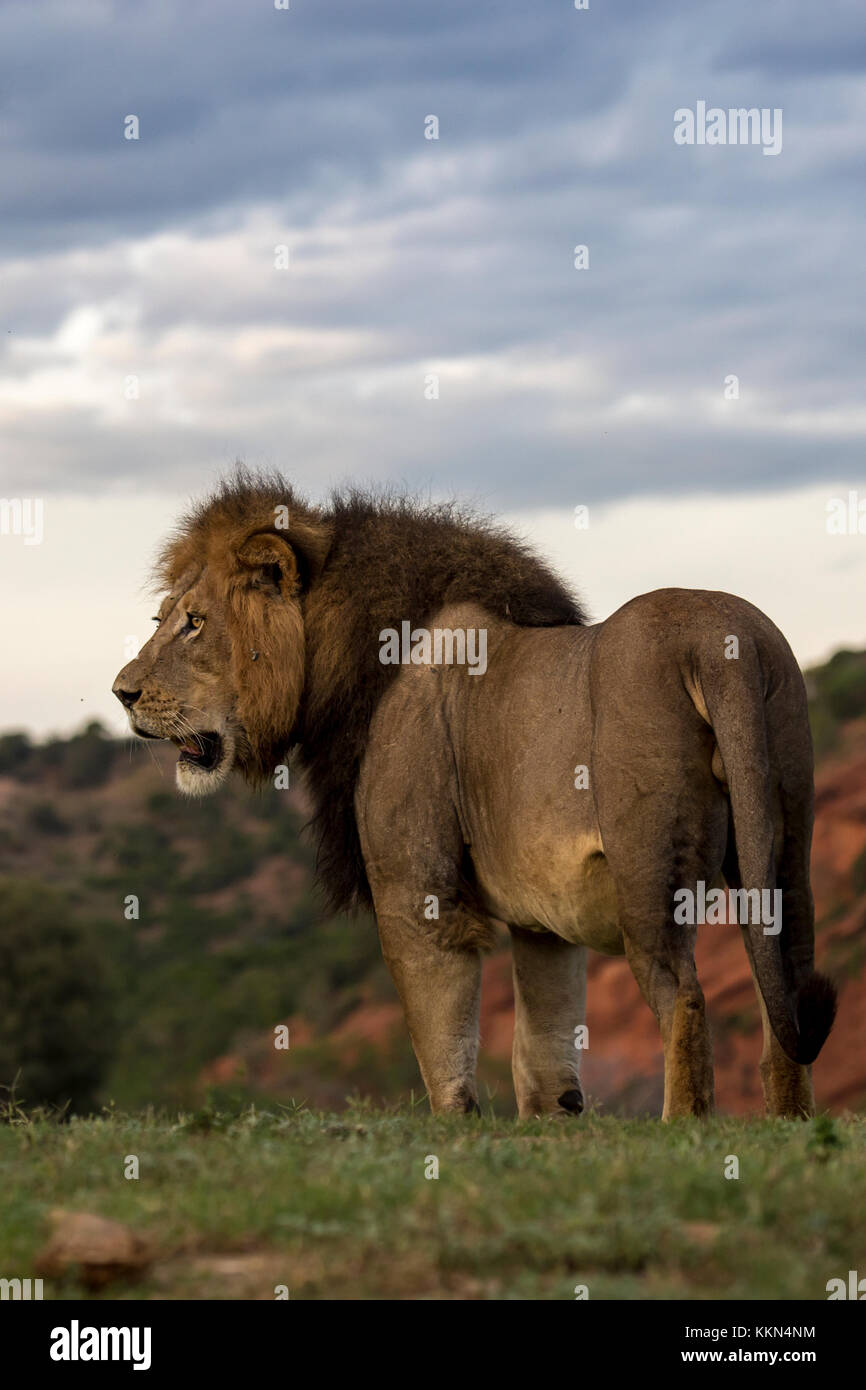 Addo Elephant National Park Stock Photo