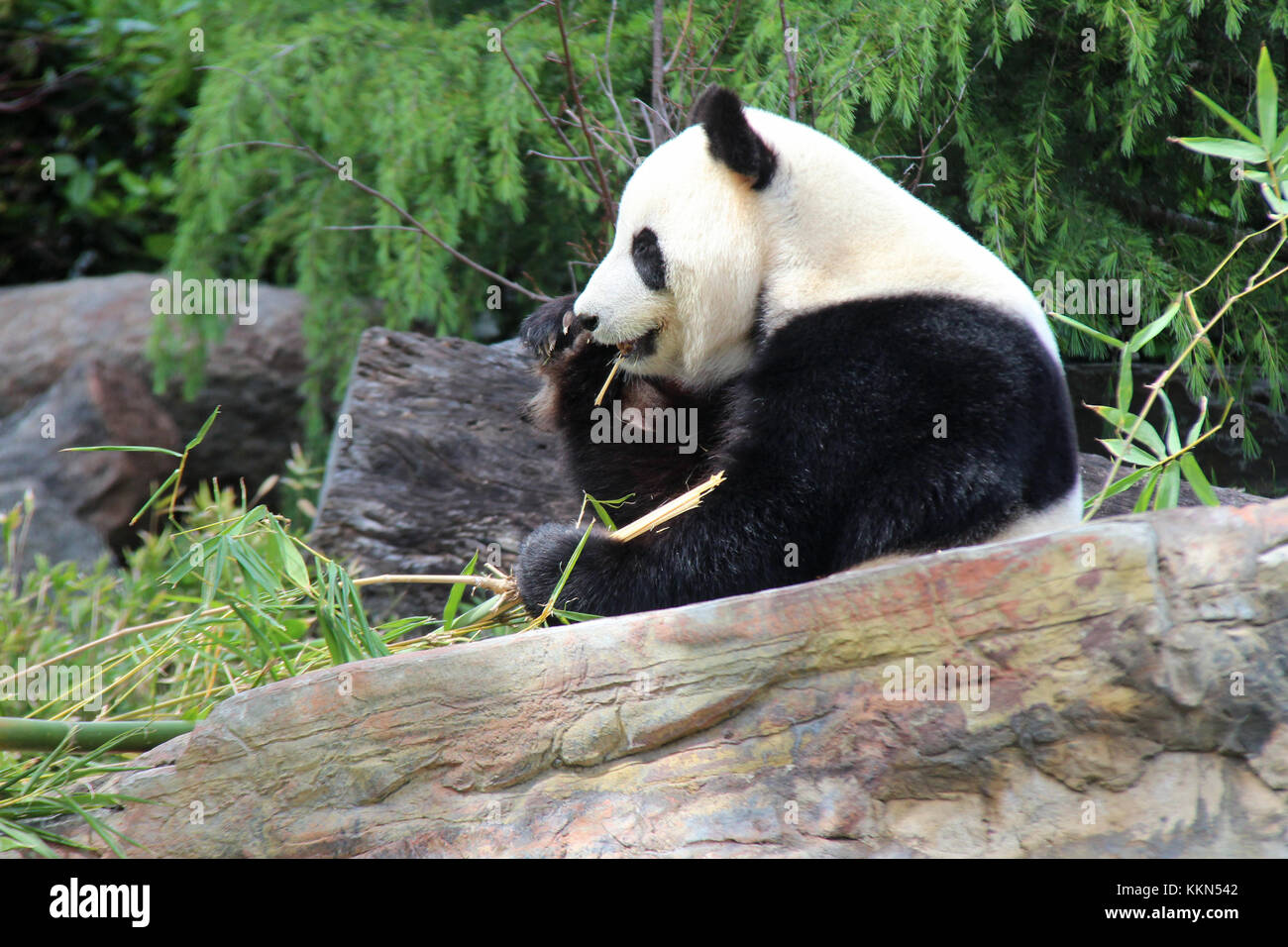 A panda in a zoo in Adelaide (Australia Stock Photo Alamy