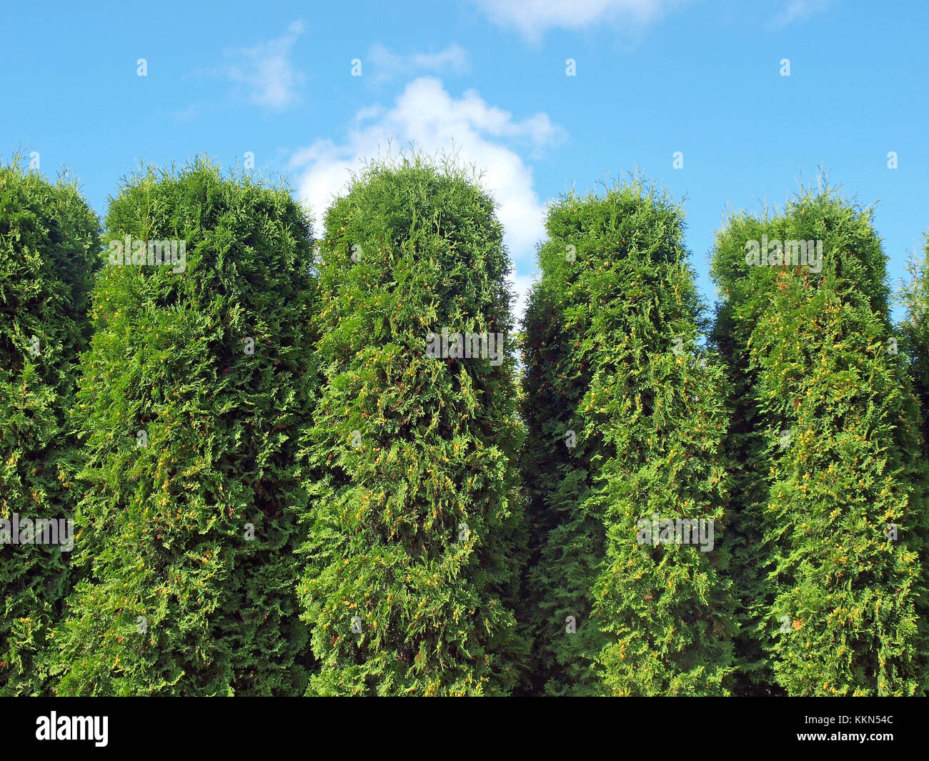 Cypress or thuja hedge top on blue sky background in sunny day Stock Photo