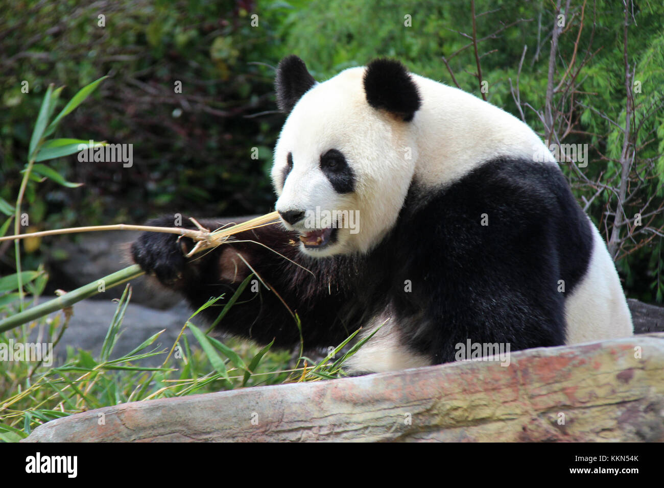 A panda in a zoo in Adelaide (Australia Stock Photo Alamy