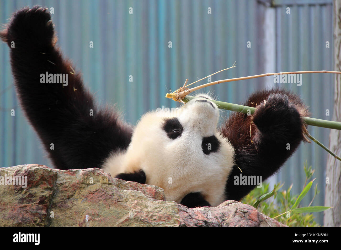 A panda in a zoo in Adelaide (Australia Stock Photo Alamy