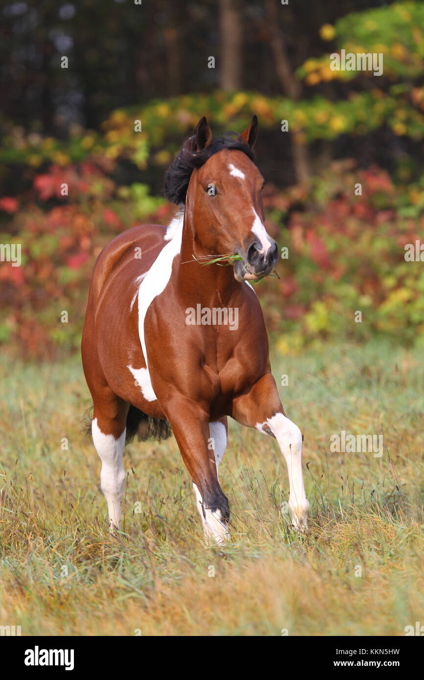 Tobiano Paint Horse Stock Photo Alamy