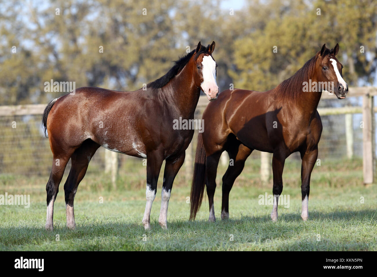 Paint Horse Mares Standing together Stock Photo Alamy