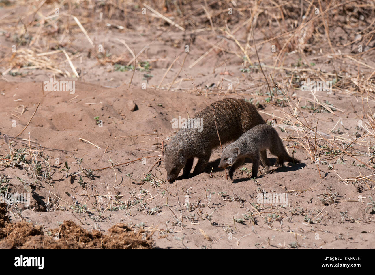 Banded Mongoose (Mungos mungo), Chobe National Park, Botswana. Stock Photo