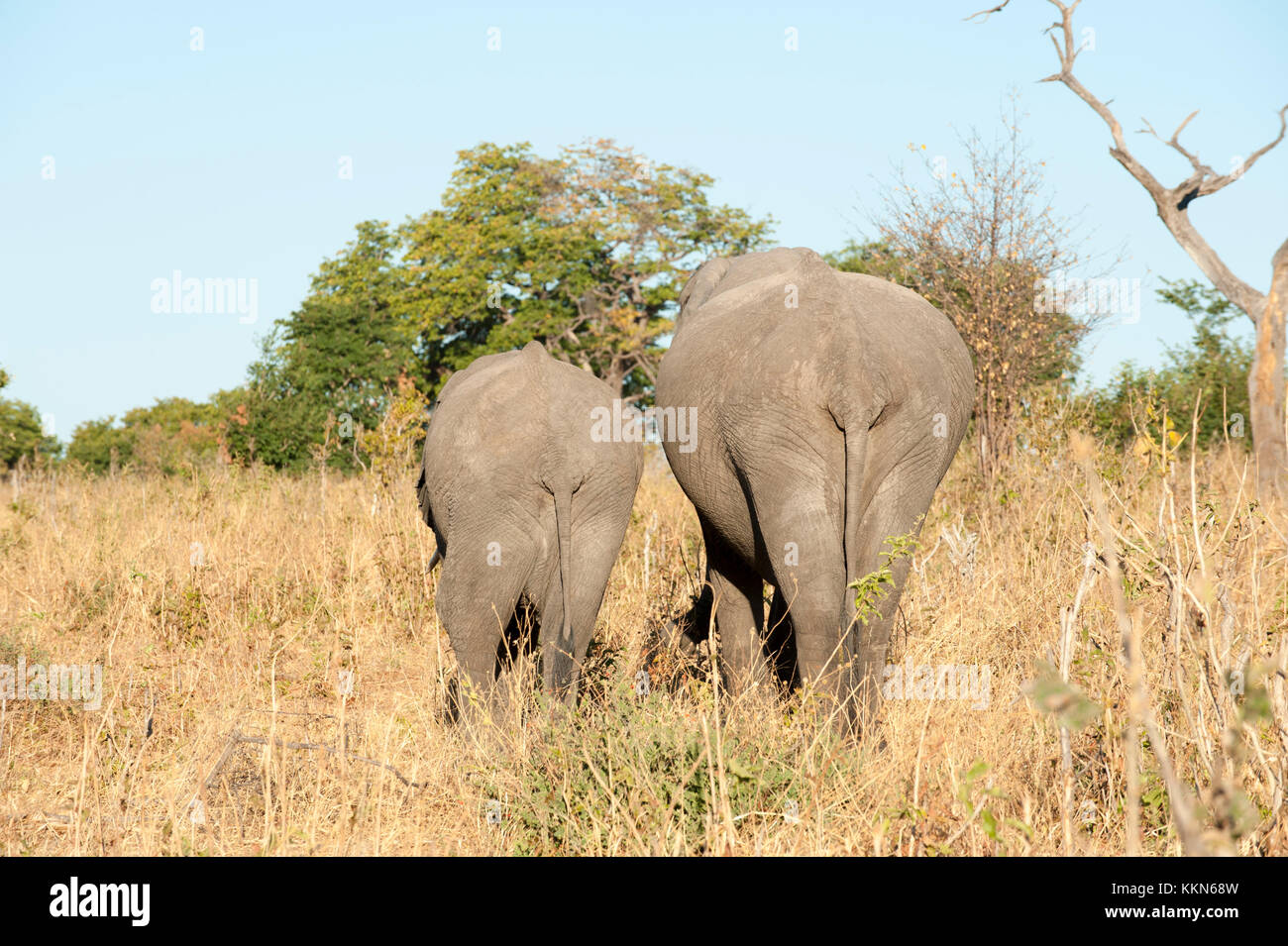 African Elephants (Loxodonta africana), Chobe National Park, Botswana. Stock Photo