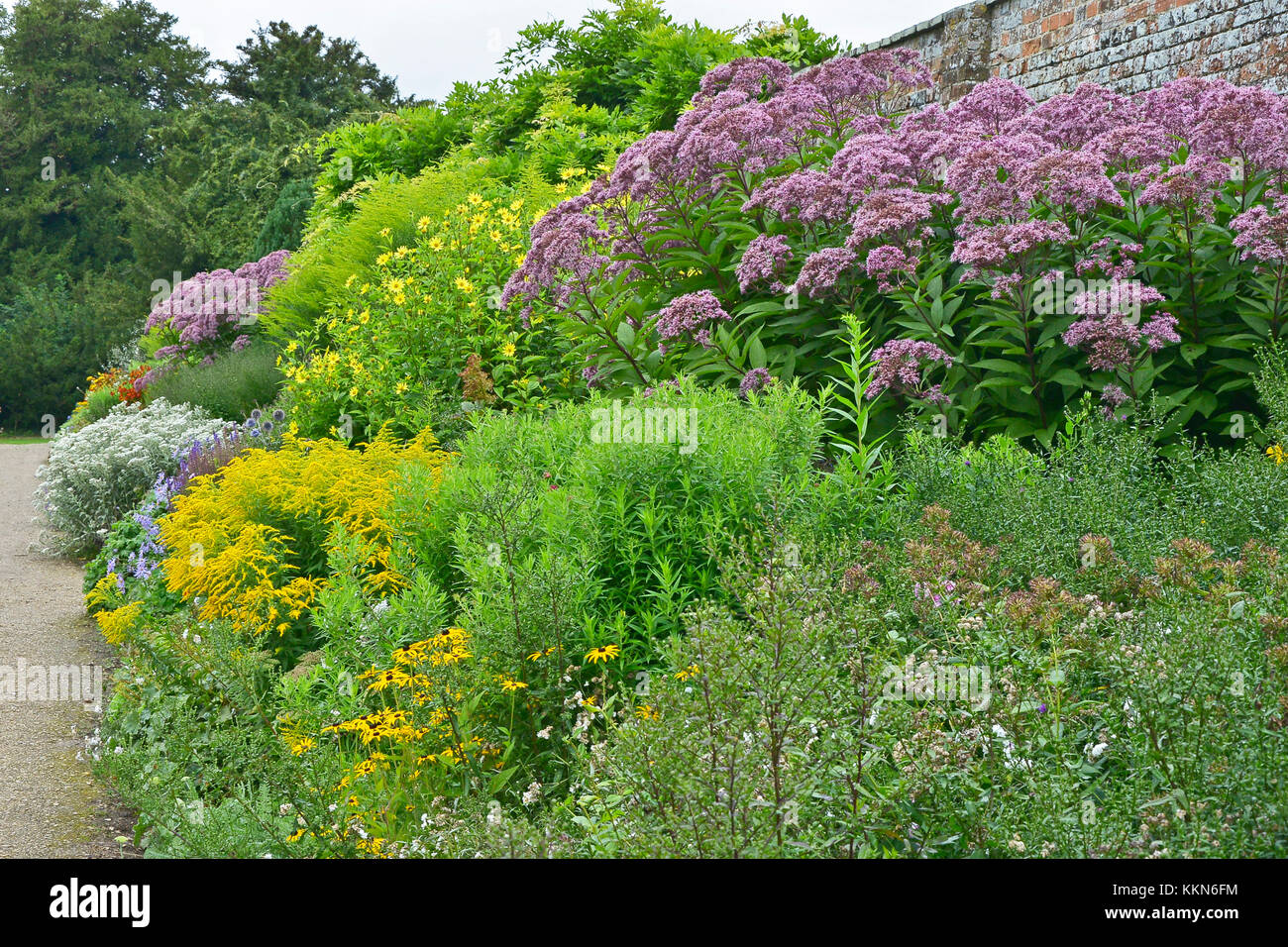 Colorful garden border with mixed planting and a Large Eupatorium maculatum and Solidago 'Golden Showers' Stock Photo