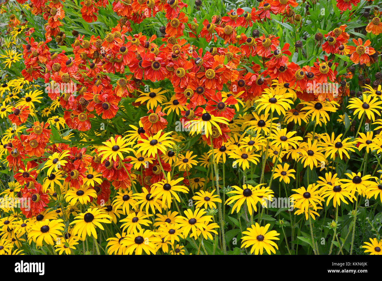 Close up of a garden flower border with colourful Helenium 'Moerheim Beauty' and Rudbeckia fulgida 'Goldsturn' Stock Photo