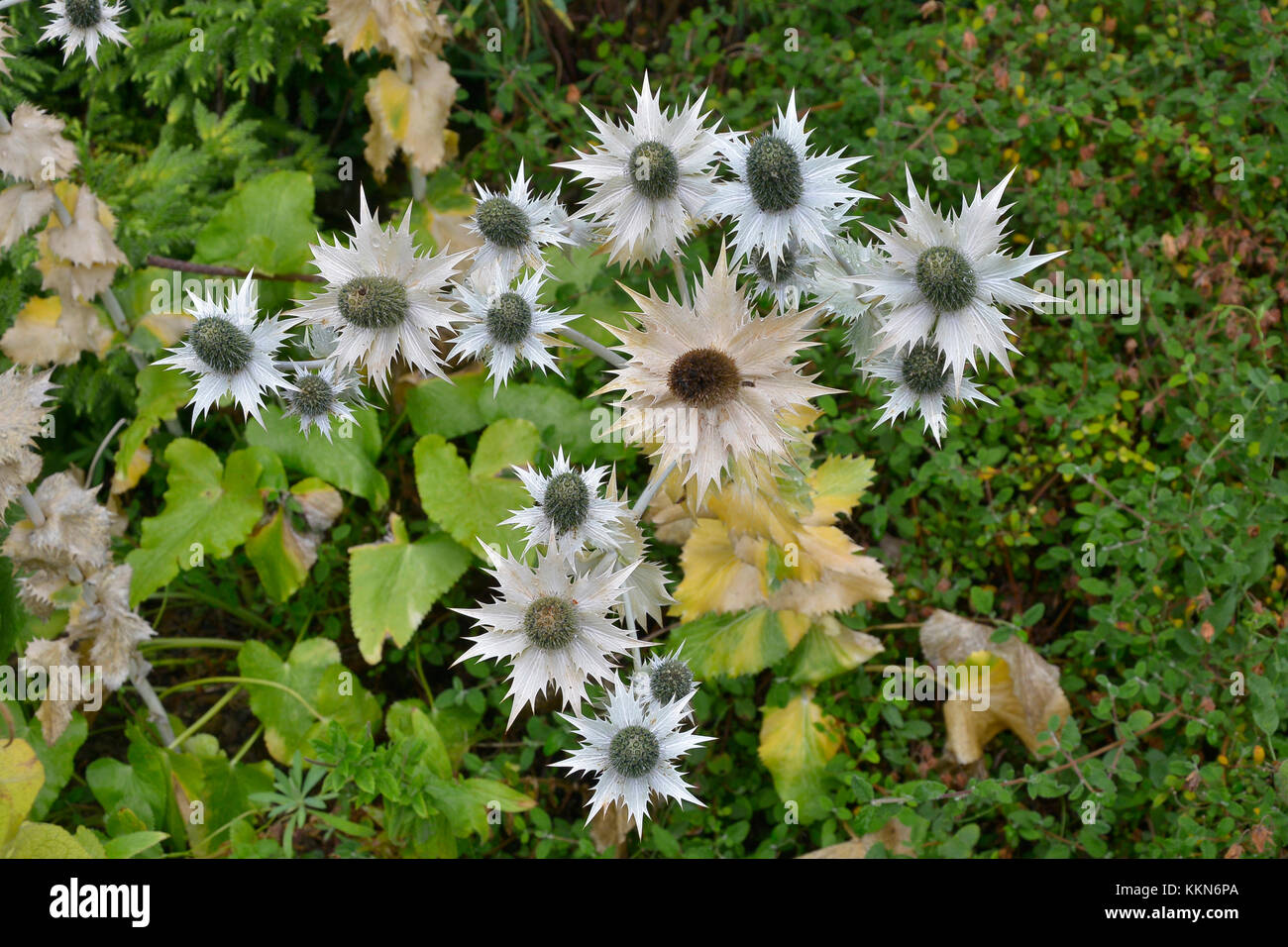 Border eryngium hires stock photography and images Alamy