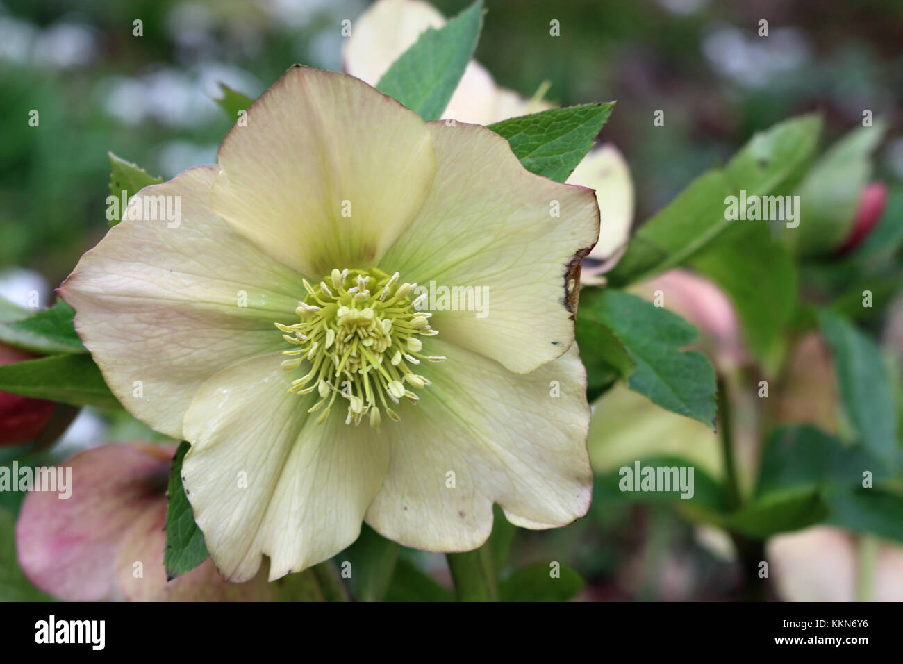 White Pink And Green Hellebore Helleborus Flower With Leaves And Flowers Of The Same Plant In The Background Stock Photo Alamy White Pink And Green Hellebore Helleborus Flower With Leaves And Flowers Of The Same Plant In The Background Stock Photo Alamy